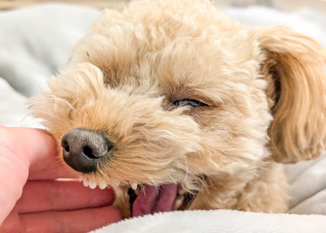 犬しつけ